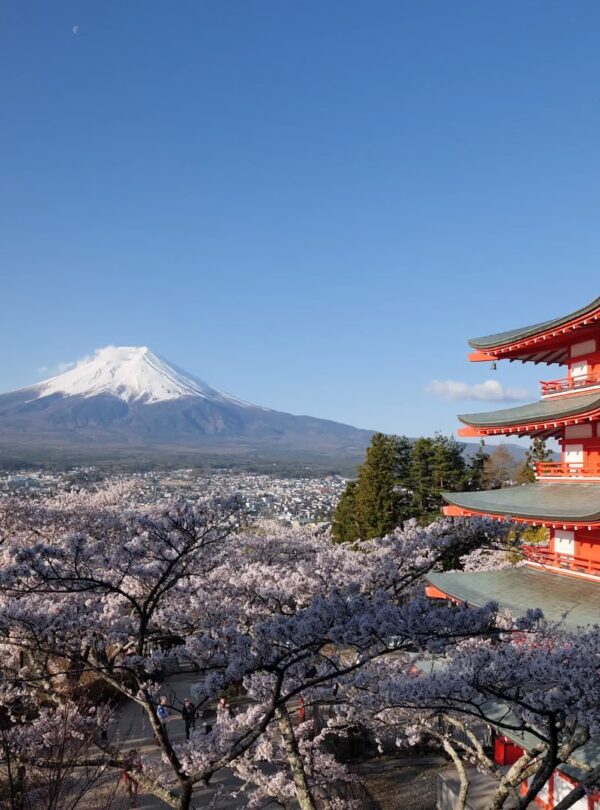 Japan Mount Fuji cherry blossoms