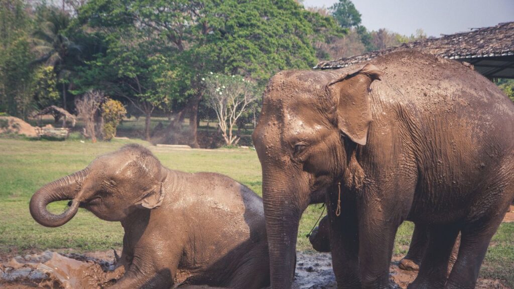 Elephant Nature Park Visit - Thailand