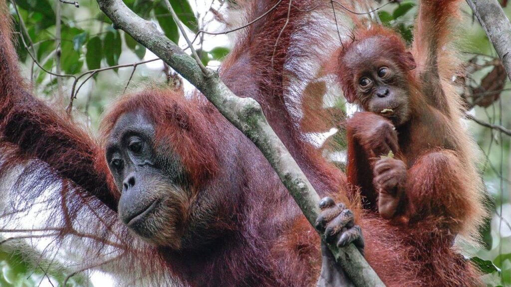 Orangutan Watching in Sumatra