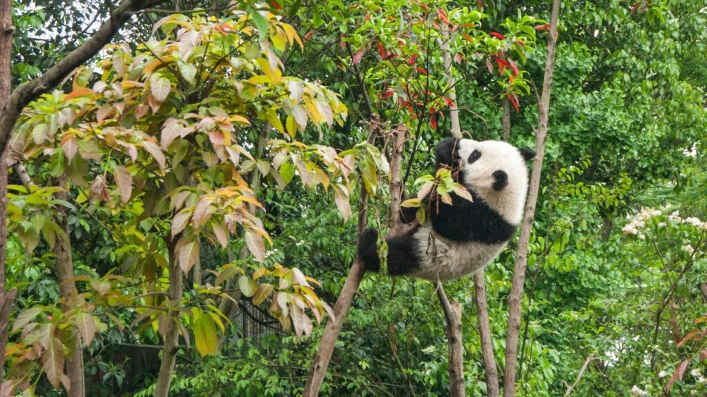 Panda Conservation Centers in Chengdu