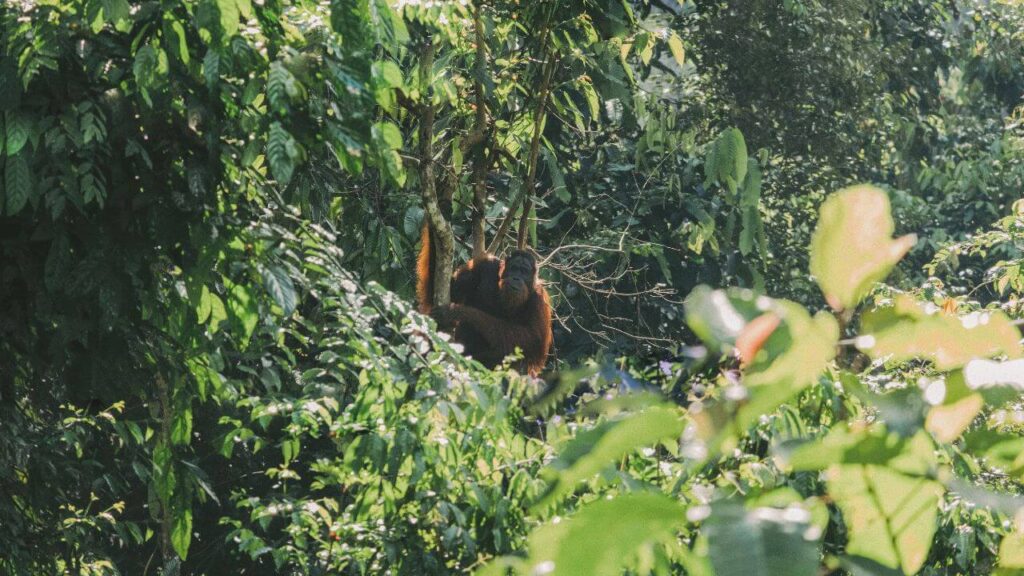 Rainforest Exploration in Borneo