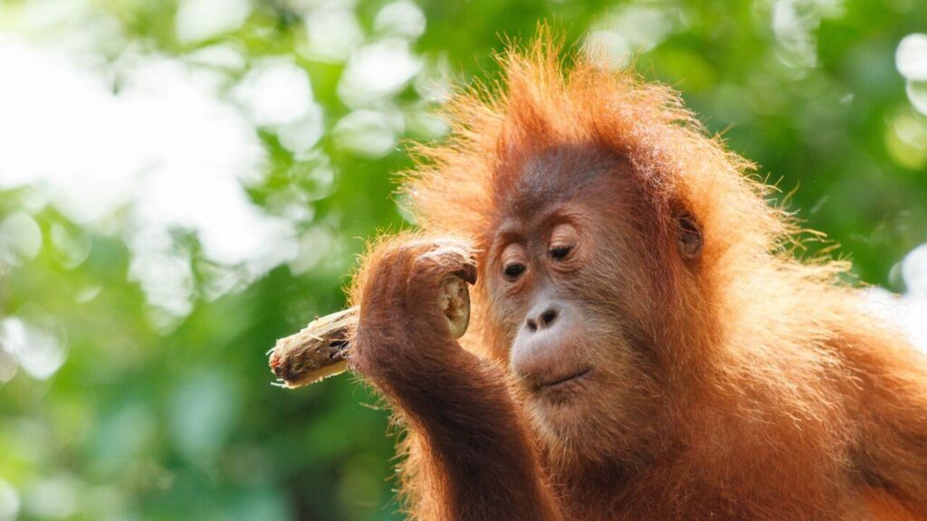 Sepilok Orangutan Rehabilitation Centre, Borneo
