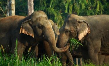 elephant-experience-Khao-Sok-National-Park