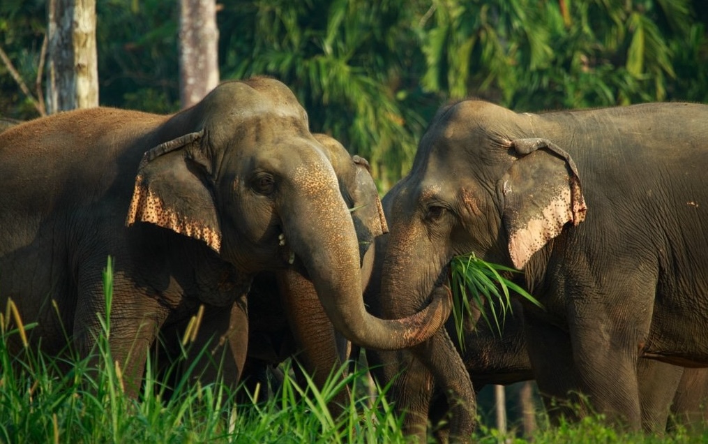 elephant-experience-Khao-Sok-National-Park