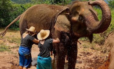 happy-elephant-home-chiang-mai-thailand-tour